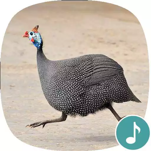 Run free android online Appp.io - Guinea Fowl Sounds & Calls APK