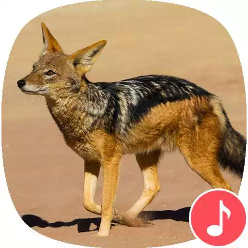 Free play online Appp.io - Jackal Sounds APK Free play online Appp.io - Jackal Sounds APK