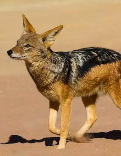 Play Appp.io - Jackal Sounds