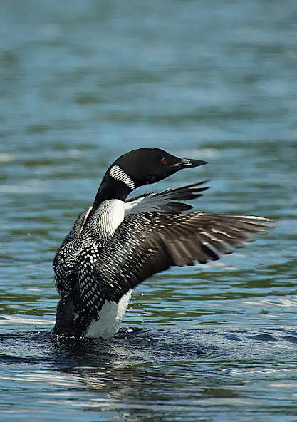 Play Appp.io - Loon Bird Sounds  and enjoy Appp.io - Loon Bird Sounds with UptoPlay