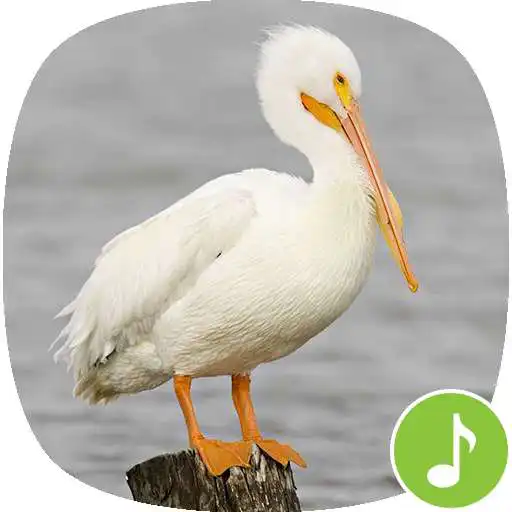 Play Appp.io - Pelican Bird sounds APK