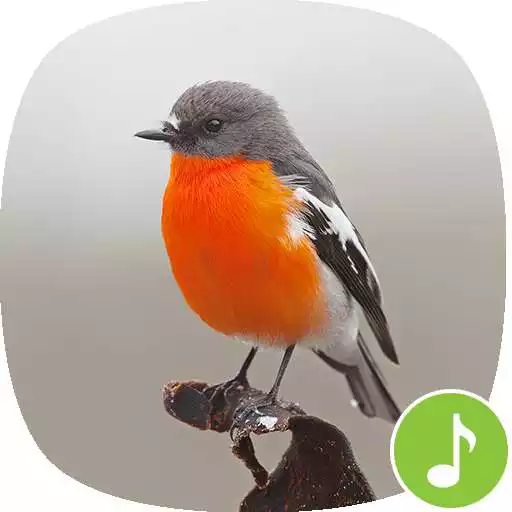 Play Appp.io - Robin Bird Sounds APK