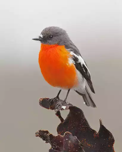 Play Appp.io - Robin Bird Sounds  and enjoy Appp.io - Robin Bird Sounds with UptoPlay
