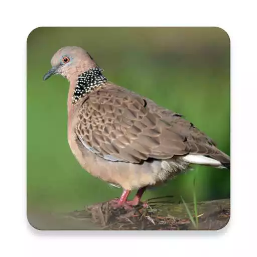 Play Appp.io - Spotted dove sounds APK Play Appp.io - Spotted dove sounds APK