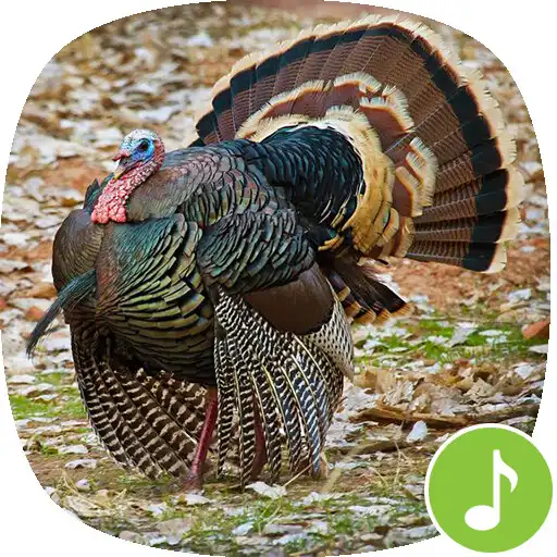 Play Appp.io - Turkey Sounds APK Play Appp.io - Turkey Sounds APK