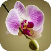 Free play online Apps for Orchid Lovers. Wallpapers Keyboard Themes APK Free play online Apps for Orchid Lovers. Wallpapers Keyboard Themes APK