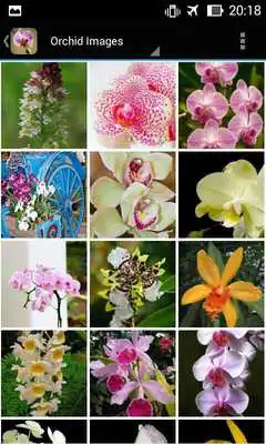 Play Apps for Orchid Lovers. Wallpapers Keyboard Themes