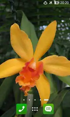 Play Apps for Orchid Lovers. Wallpapers Keyboard Themes