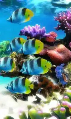 Play Aquarium 2 live wallpaper