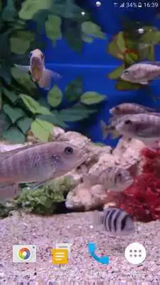 Play Aquarium 4K Live Wallpaper
