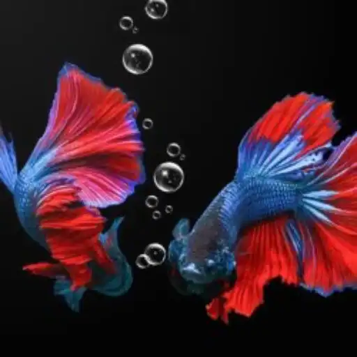 Play Aquarium Betta Fish Wallpaper APK
