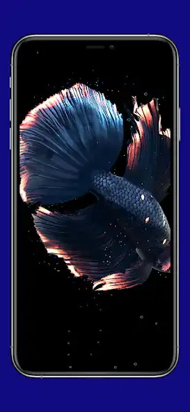 Play Aquarium Betta Fish Wallpaper and enjoy Aquarium Betta Fish Wallpaper with UptoPlay Play Aquarium Betta Fish Wallpaper and enjoy Aquarium Betta Fish Wallpaper with UptoPlay
