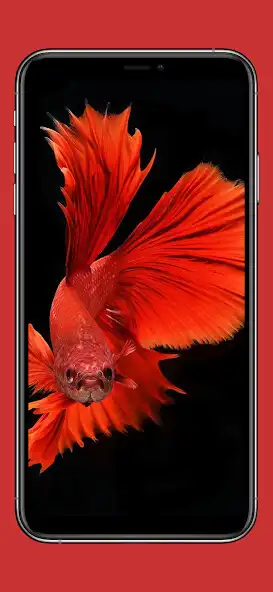 Play Aquarium Betta Fish Wallpaper as an online game online Aquarium Betta Fish Wallpaper with UptoPlay Play Aquarium Betta Fish Wallpaper as an online game Aquarium Betta Fish Wallpaper with UptoPlay