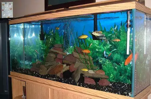 Play Aquarium Design Ideas