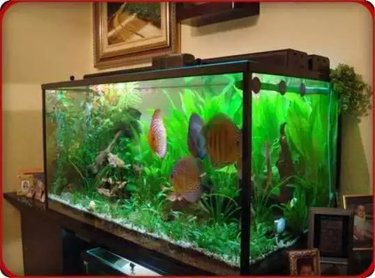 Play Aquarium Design