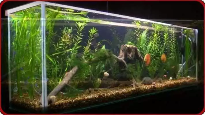 Play Aquarium Design