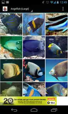 Play Aquarium Fish Encyclopedia