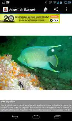 Play Aquarium Fish Encyclopedia