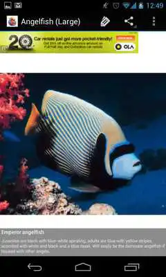 Play Aquarium Fish Encyclopedia