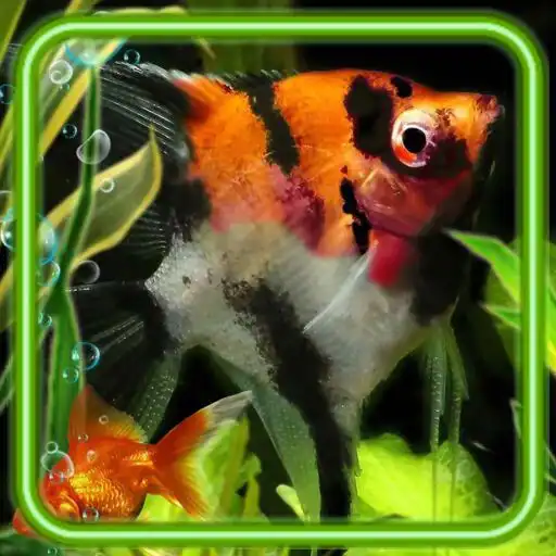 Play Aquarium Fishes HD APK