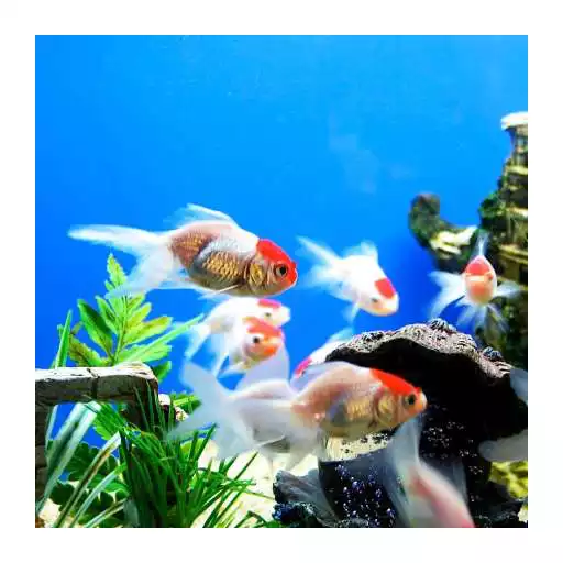 Free play online Aquarium HD APK
