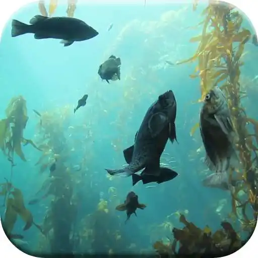 Play aquarium HD Live Wallpaper APK Play aquarium HD Live Wallpaper APK