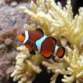 Free play online Aquarium HD LWP APK