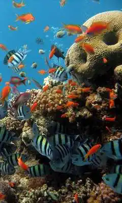 Play Aquarium HD LWP