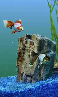 Play Aquarium HD LWP