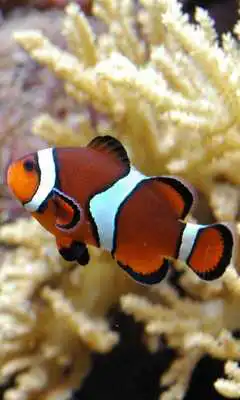 Play Aquarium HD LWP
