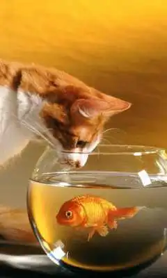 Play Aquarium HD LWP