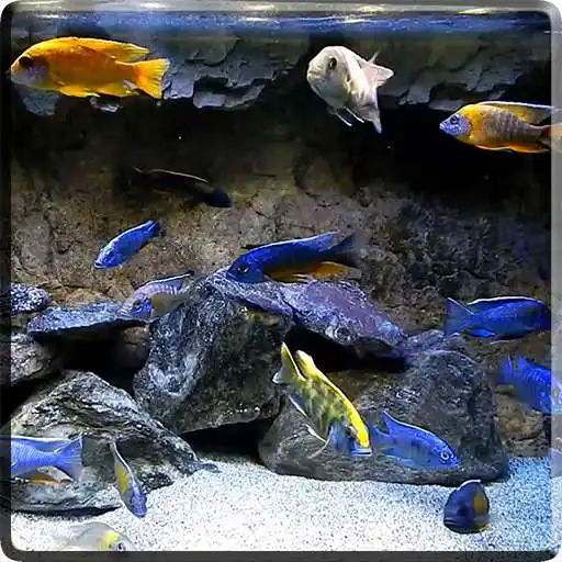 Free play online Aquarium HD Video Wallpaper APK Free play online Aquarium HD Video Wallpaper APK