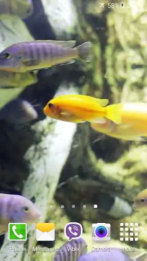Play Aquarium HD Video Wallpaper