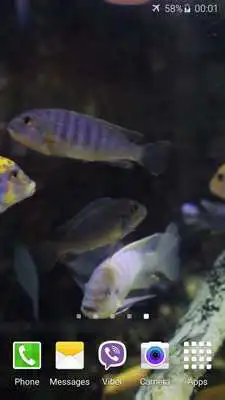 Play Aquarium HD Video Wallpaper