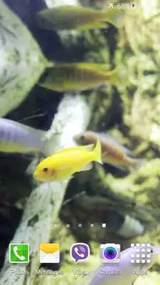 Play Aquarium HD Video Wallpaper