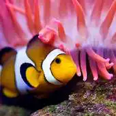 Free play online Aquarium Live Free Wallpaper APK