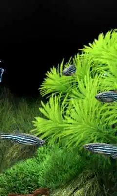 Play Aquarium Live Free Wallpaper