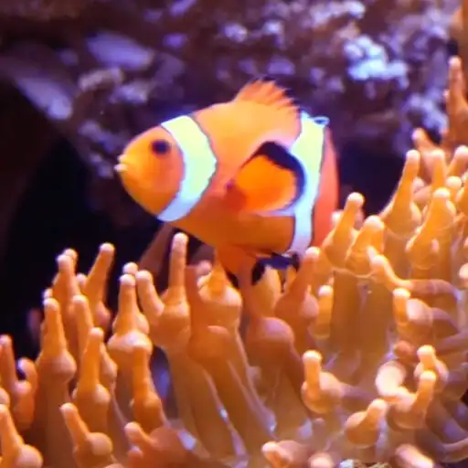 Play Aquarium Live Wallpaper Pro APK Play Aquarium Live Wallpaper Pro APK