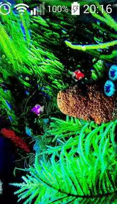 Play Aquarium livewallpapers QHD