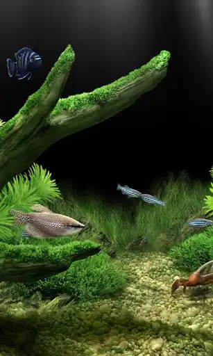 Play Aquarium live wallpapers