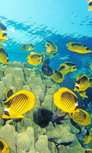 Play Aquarium live wallpapers