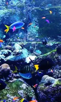 Play Aquarium live wallpapers