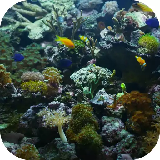 Play Aquarium Video Live Wallpaper APK Play Aquarium Video Live Wallpaper APK