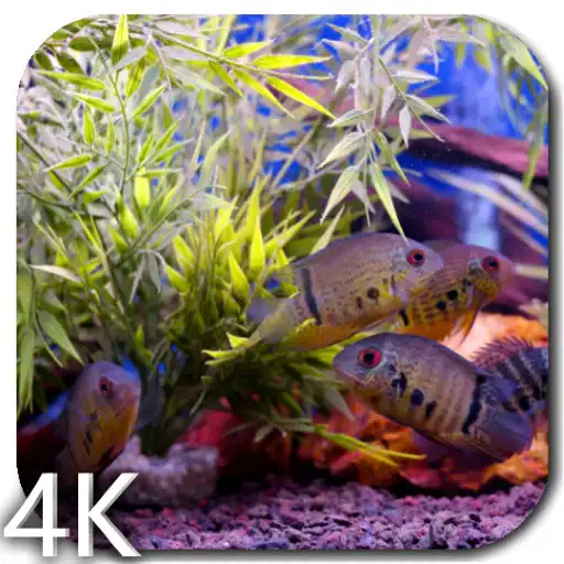 Play Aquarium Video Wallpaper APK
