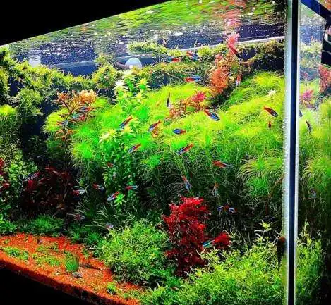 Play Aquascape Design  and enjoy Aquascape Design with UptoPlay
