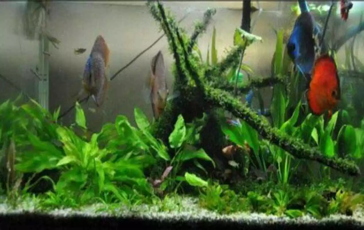 Play Aquascape Design Update
