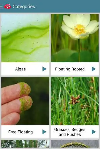 Play Aquatic Plants Play Aquatic Plants