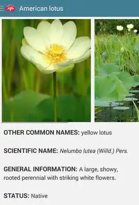Play Aquatic Plants Play Aquatic Plants