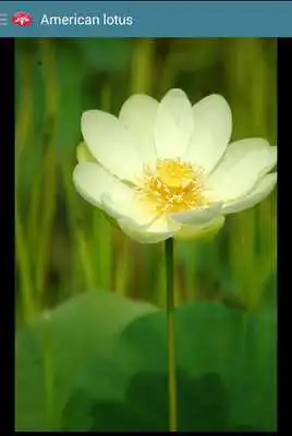Play Aquatic Plants Play Aquatic Plants