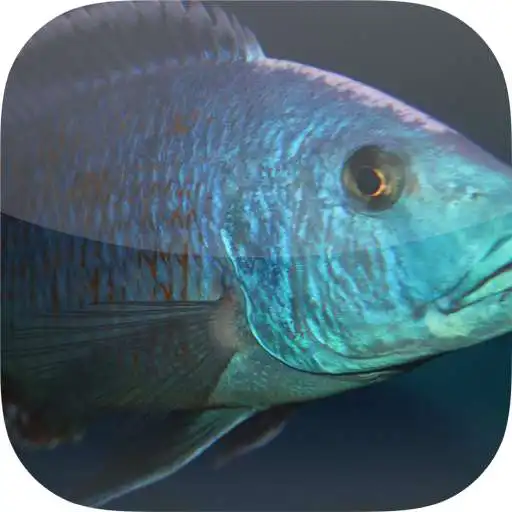 Play Aqua-Treff APK Play Aqua-Treff APK